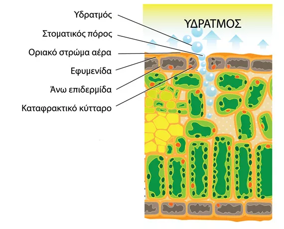 How air temperature affects plants